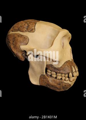Java-Mensch (Homo erectus erectus, früher auch Anthropithecus erectus, Pithectus erectus) Stockfoto