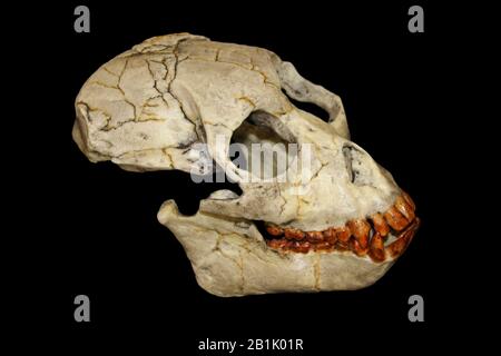 Proconsul africanus (heseloni) Skull Stockfoto