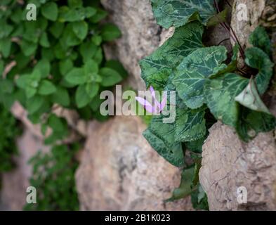 Cyclamen blüht in Rosa, Purpur und Weiß. In der frühen Winterblüte der Jerusalemer Wald, Satafarreservat. Dunkelgrüne Blätter. Isoliert durch verschwommenes Backgr Stockfoto