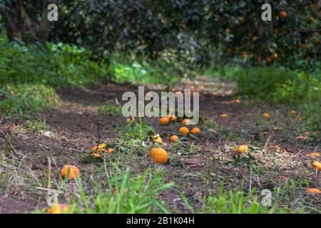 Reife Orangen, die auf dem Boden zwischen Baumreihen in einem Zitrugarten liegen. Israel Stockfoto