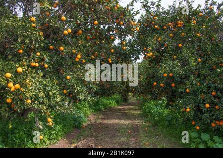 Reihen von Orangenbäumen mit reifen Früchten an den Ästen in einem Zitrugarten Stockfoto