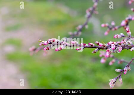 Knospen aus Mandelblüten, noch nicht aufgeblühten Blumen, zart Rosa, Gelb und Grün, isoliert auf einem verschwommenen Hintergrund. Der Jerusalemer Wald. Stockfoto