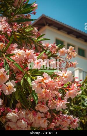 Wunderschöne rosarote Blumen vor einer luxuriösen mediterranen Villa Stockfoto