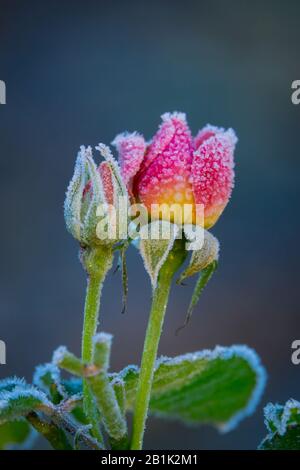 Nahaufnahme von Roses an einem Eisigen Tag im Winter Mit Eiskristallen Stockfoto