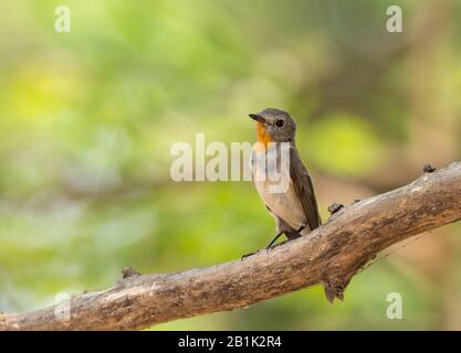 Rotkehlige Flycatcher (Ficedula albicilla) am Astbaum. Stockfoto