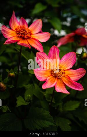 Leuchtende pinke und gelbe mexikanische Aster Cosmos Blumen mit Dunkelgrünem Leafy Copy Space Stockfoto