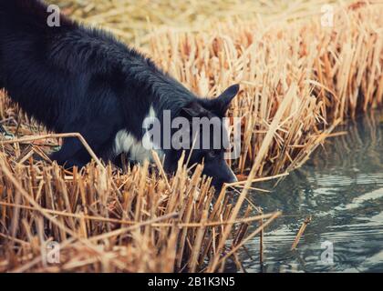 Nahaufnahme Portrait, durstiger Rand Collie Hund Trinkwasser aus Teich draußen im Park umgeben von Schilfbewuchs. Frühlings-Morgenszene in der Stockfoto