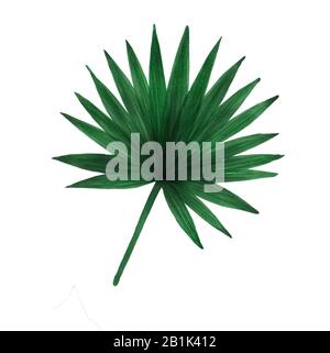 Handgezeichnetes dunkelgrünes Dschungel-Fächerpalmblatt auf weißem Hintergrund. Stockfoto
