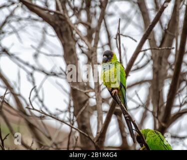 Schwarz-Kapuzenparakeet (Aratinga nenday) liegt an einem Baumzweig im Sycamore Canyon, Malibu, CA. Stockfoto