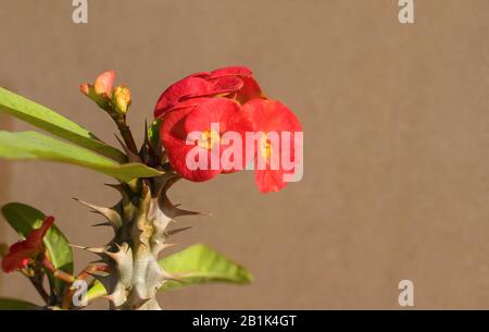 Nahaufnahme der Euphorbia-Mili-Blumen in Blüte mit hellbraunem, verschwommenem Hintergrund. Stockfoto