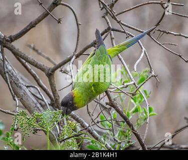 Blackhooded Parakeet (Aratinga nenday) im Sycamore Canyon in Malibu, CA. Stockfoto