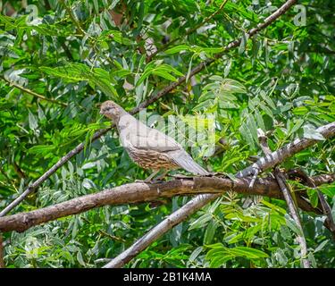 Ein weiblicher California Quail (Callipepla californica) geht auf einer Filiale im Sycamore Canyon, Malibu, CA, auf. Stockfoto