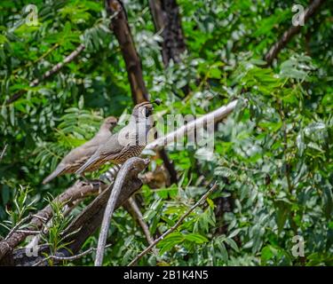 Ein Paar California Quail (Callipepla californica) im Sycamore Canyon, Malibu, CA. Stockfoto