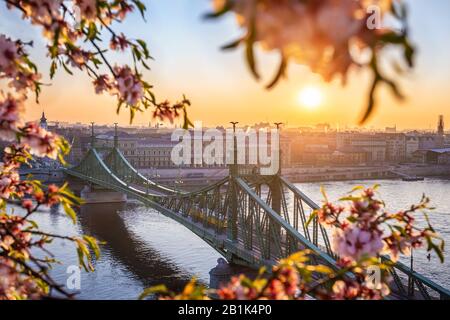 Budapest, Ungarn - Schöne Freiheitsbrücke über die Donau mit traditioneller gelber Straßenbahn bei Sonnenaufgang und Kirschblüte im Vordergrund. Der Frühling hat ar Stockfoto