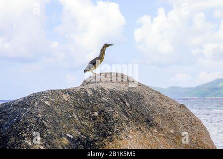 Grün unterlegte Heron (Butorides striatus), Seychellen. Stockfoto