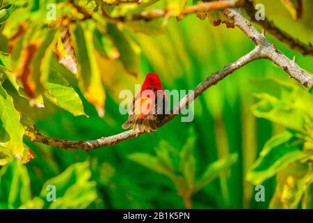 Die Rote Melodie (Foudia madagascariensis), Weberfamilie Ploceidiae, Seychellen. Stockfoto