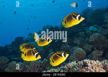 Shoal of Racoon Butterflyfish, Chaetodon lunula, Fakarava, Tuamotu Archipel, Französisch-Polynesien Stockfoto