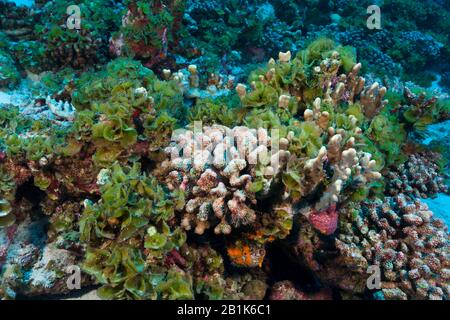 Korallenbleiche, Fakarava, Tuamotu Archipel, Französisch-Polynesien Stockfoto