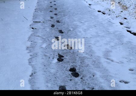 Spuren eines Mannes auf einer schneebedeckten Straße Stockfoto