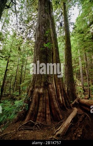 Riesiger Roter Zedernbaum auf Vancouver Island, Nordamerika, Kanada, Britisch-Kolumbien, August 2015 Stockfoto