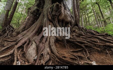 Roots and tronk of a huge Red Cedar Tree in Vancouver Island II, North-America, Canada, British Colombia, August 2015 Stockfoto