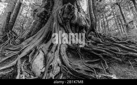 Wurzeln und Stamm eines riesigen roten Zedernbaums in Vancouver Island I, Nordamerika, Kanada, Britisch-Kolumbien, August 2015 Stockfoto