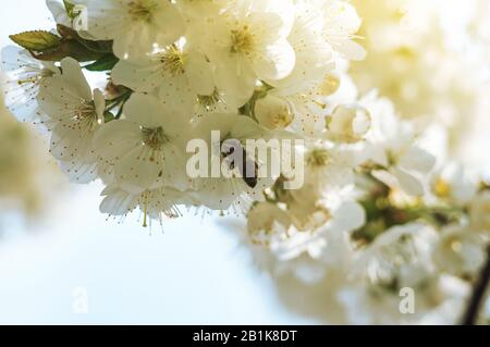 Eine Biene sammelt Nektar und bestäubt Kirschfruchtbaumblüten. Abstrakter Frühling saisonaler Hintergrund der blühenden weißen Kirsche. Die Saison der Stockfoto