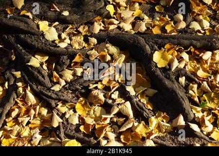 Gelbes Herbstlaub zwischen den Wurzeln einer Linde (Tilia SPEC.), Berlin, Deutschland Stockfoto