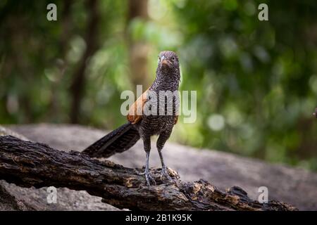 Großer Kuckuck (Centropus sinensis) auf einem Ast im Wat Tham Prathun, Provinz Chonburi, Thailand. Stockfoto