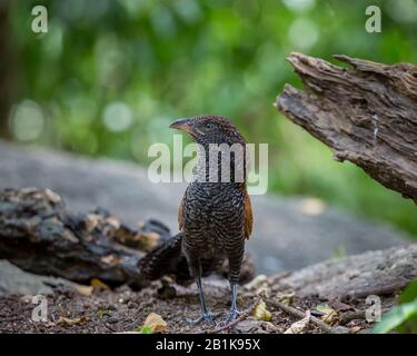 Großer Kuckuck (Centropus sinensis) auf einem Ast im Wat Tham Prathun, Provinz Chonburi, Thailand. Stockfoto