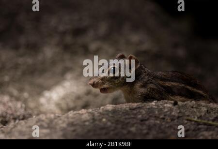 Indochinesisches Bodenhörnchen (Menetes berdmorei) versteckt sich hinter den Felsen im Park. Stockfoto