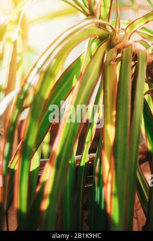 Nahaufnahme der Blätter mit leuchtend grünen Streifen der Pflanze Dracaena fragrans. Blätter einer Pflanze im Sonnenschein. Vorlage für das Design. Stockfoto