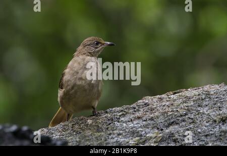 Bubul streifenarm (Pycnonotus blanfordi) auf Stein im Park. Stockfoto