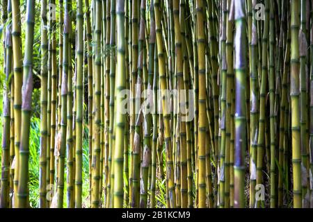 Ein dichter Ständer aus Bambusstämmen (Phyllostachys), Bamboozle, Trebah Gardens, Mawnan Smith, Cornwall, England, Großbritannien Stockfoto