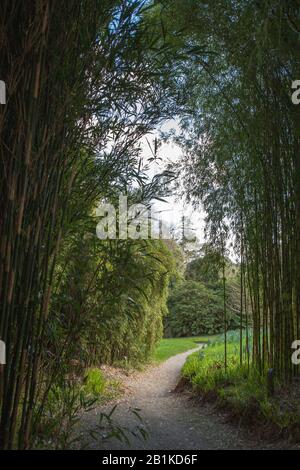 Ein hoher Stand aus Bambus (Phyllostachys), Bamboozle, Trebah Gardens, Mawnan Smith, Cornwall, England, Großbritannien Stockfoto
