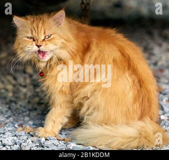 Eine gähnende Ingwerkatze. Stockfoto