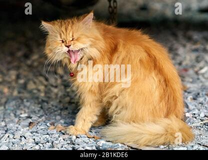 Eine gähnende Ingwerkatze. Stockfoto