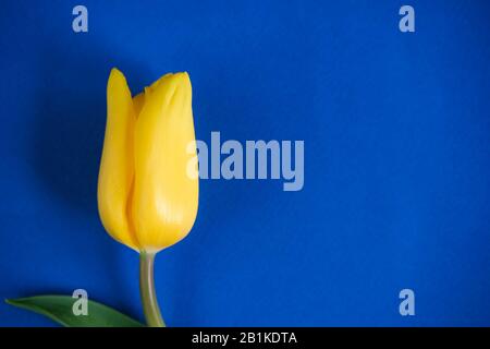 Blauer Frühling und Osterhintergrund mit gelben Tulpen auf dunkelblauem Hintergrund. Draufsicht mit Kopierbereich Stockfoto