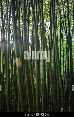 Ein dichter Ständer aus Bambusstämmen (Phyllostachys), Bamboozle, Trebah Gardens, Mawnan Smith, Cornwall, England, Großbritannien Stockfoto