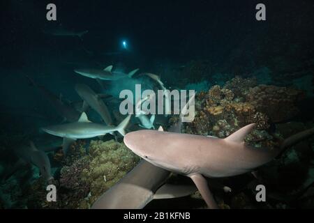 Grau Riff Haifisch bei Nacht, Carcharhinus amblyrhynchos, Fakarava, Tuamotu Archipel, Französisch-Polynesien Stockfoto