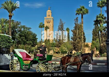 Marrakesch, Marokko - 23. November 2014: Nicht identifizierter Kutscher auf traditionellem Pferdetrainer vor der Koutoubia-Moschee Stockfoto