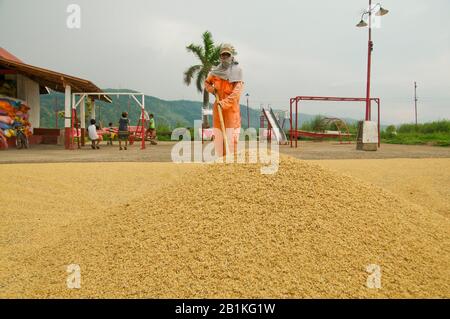 Trocknende Palay- oder Reisschalen reduzieren den Feuchtigkeitsgehalt von Getreide für eine sichere Lagerung. Dies ist der kritischste Vorgang nach der Ernte einer Reisernte. Stockfoto