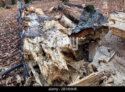 Holz verrottet in einem Wald, der dem Verfall natürlicher Art überlassen bleibt und einen Lebensraum für Insekten und anderes Leben bildet. Stockfoto