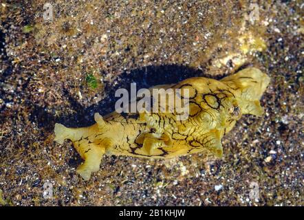 Gefleckter Seehare (Aplysia dactylomela) in Tidal Pools, Valle Gran Rey, La Gomera, Kanarische Inseln, Spanien Stockfoto