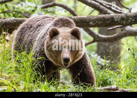 Europäischer Braunbär (Ursus arctos arctos) in Wald, in freier Natur, Region Notranjska, Dinarische Alpen, Slowenien Stockfoto