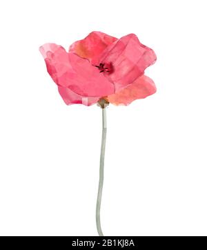 Krimson rotes Aquarell Blume künstlerische Malerei isoliert auf weißem Hintergrund. Abbildung mit ätherischen, gedämpften Farben. Stockfoto