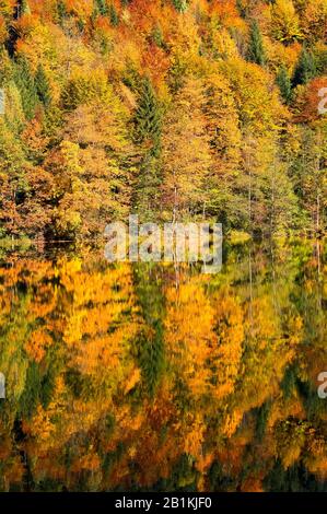 Herbst, bunte Laubwaldspiegelung im See, Nussensee, Salzkammergut, Oberösterreich, Österreich Stockfoto