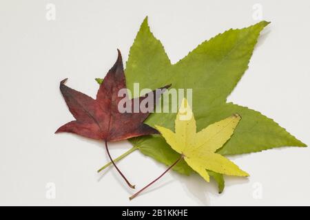 Fünfzackige Blätter mit Herbstfarben Stockfoto