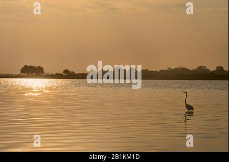 Große gruselige Silhouette bei Sonnenuntergang, Magdalena River, Santa Cruz de Mompocks, Bolivar, Kolumbien Stockfoto