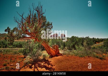 Einsamer Baum in der Wüste Stockfoto